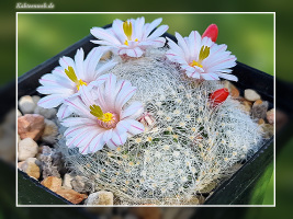 Mammillaria lenta