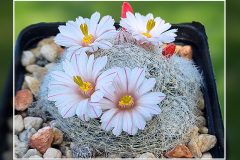 Mammillaria lenta