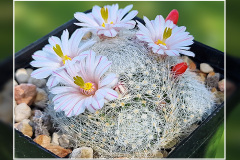 Mammillaria lenta
