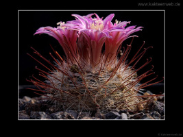 Mammillaria longiflora