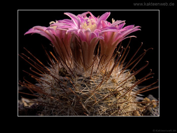 Mammillaria longiflora