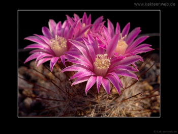 Mammillaria longiflora