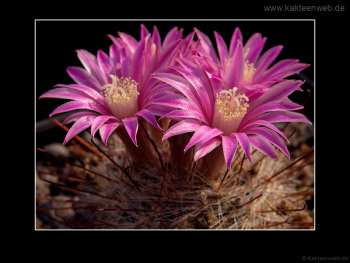 Mammillaria longiflora