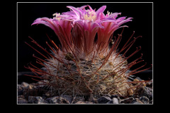 Mammillaria longiflora