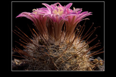 Mammillaria longiflora