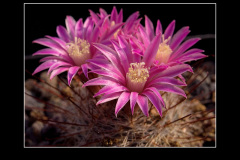 Mammillaria longiflora