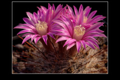 Mammillaria longiflora
