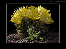 Mammillaria longimamma