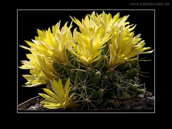 Mammillaria longimamma