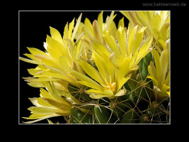 Mammillaria longimamma