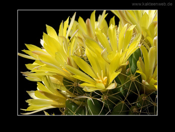 Mammillaria longimamma