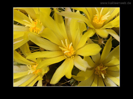 Mammillaria longimamma