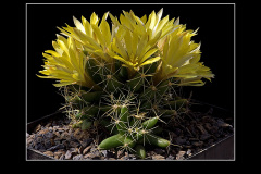 Mammillaria longimamma