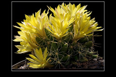 Mammillaria longimamma