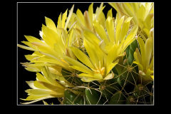 Mammillaria longimamma