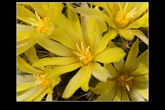 Mammillaria longimamma