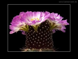 Mammillaria luethyi
