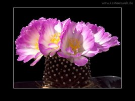 Mammillaria luethyi