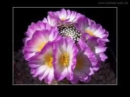Mammillaria luethyi