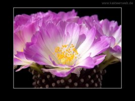 Mammillaria luethyi