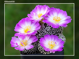 Mammillaria luethyi