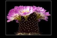 Mammillaria luethyi