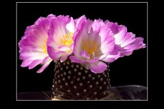 Mammillaria luethyi