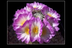 Mammillaria luethyi