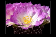 Mammillaria luethyi