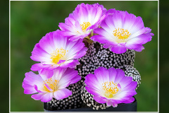 Mammillaria luethyi