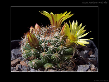 Mammillaria melaleuca Mammillaria melaleuca