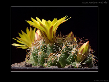 Mammillaria melaleuca Mammillaria melaleuca