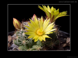 Mammillaria melaleuca