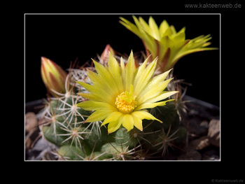 Mammillaria melaleuca Mammillaria melaleuca