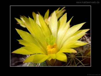 Mammillaria melaleuca Mammillaria melaleuca