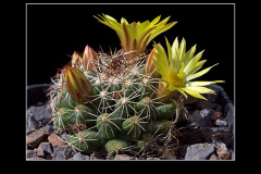 Mammillaria melaleuca