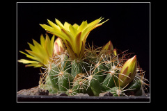 Mammillaria melaleuca