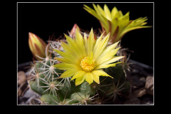 Mammillaria melaleuca