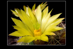 Mammillaria melaleuca