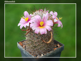 Mammillaria microcarpa SB 1778