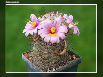 Mammillaria microcarpa SB 1778
