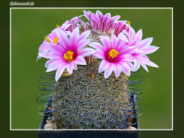 Mammillaria microcarpa SB 1778