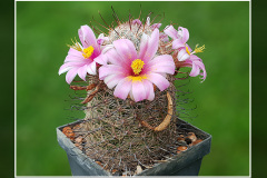 Mammillaria microcarpa SB 1778