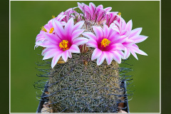 Mammillaria microcarpa SB 1778