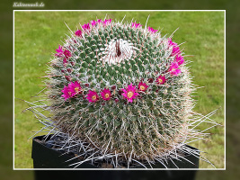Mammillaria mystax