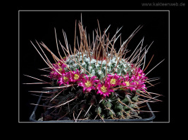 Mammillaria mystax