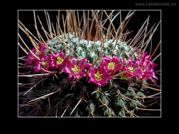 Mammillaria mystax2