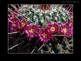 Mammillaria mystax