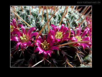 Mammillaria mystax