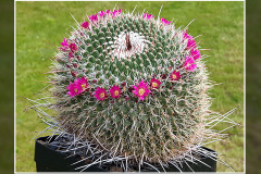 Mammillaria mystax